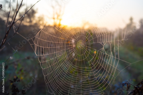 wet spider web on the bush in a rays of morning sun