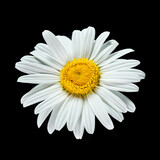 Chamomile or daisy isolated on white background
