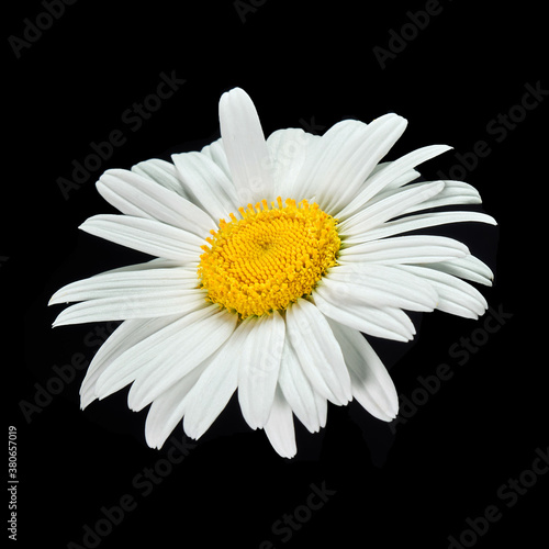 Chamomile or daisy isolated on white background