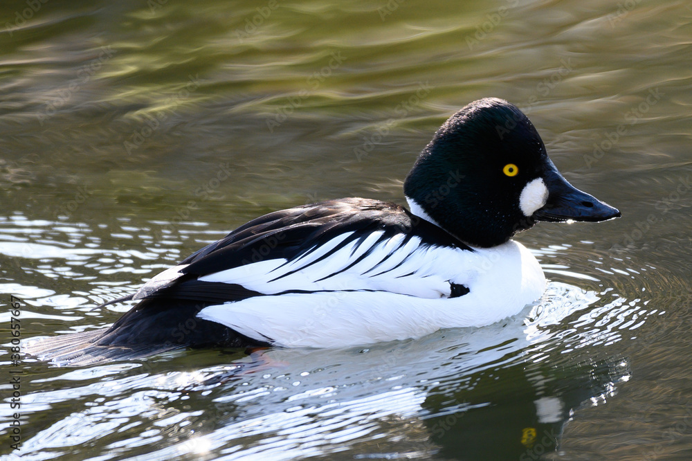 duck on the water duck on the water