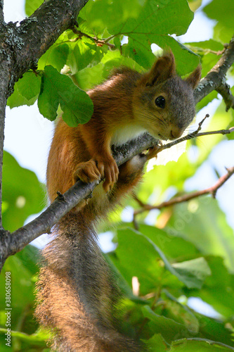 squirrel on tree © Jaakko