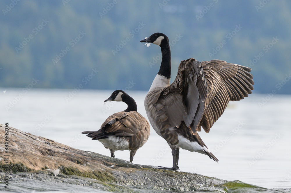 canadas goose