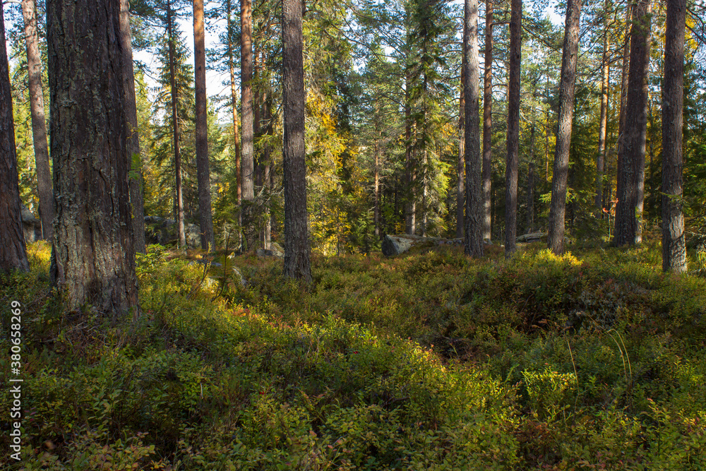 Forest scenery with pine