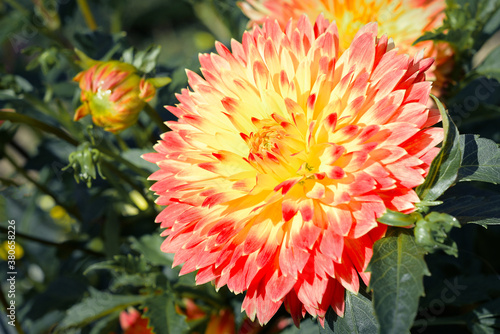 The world of flowering plants