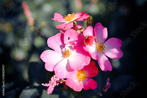 The world of flowering plants