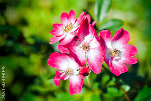 The world of flowering plants