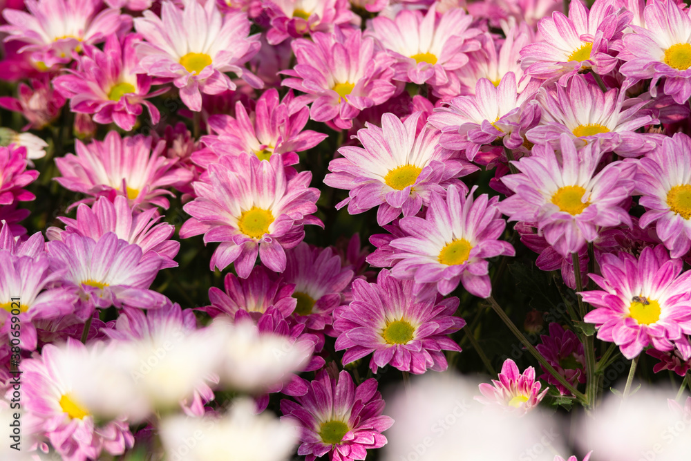 Beautiful chrysanthemums blooming in the garden Beautiful chrysanthemums blooming in the garden