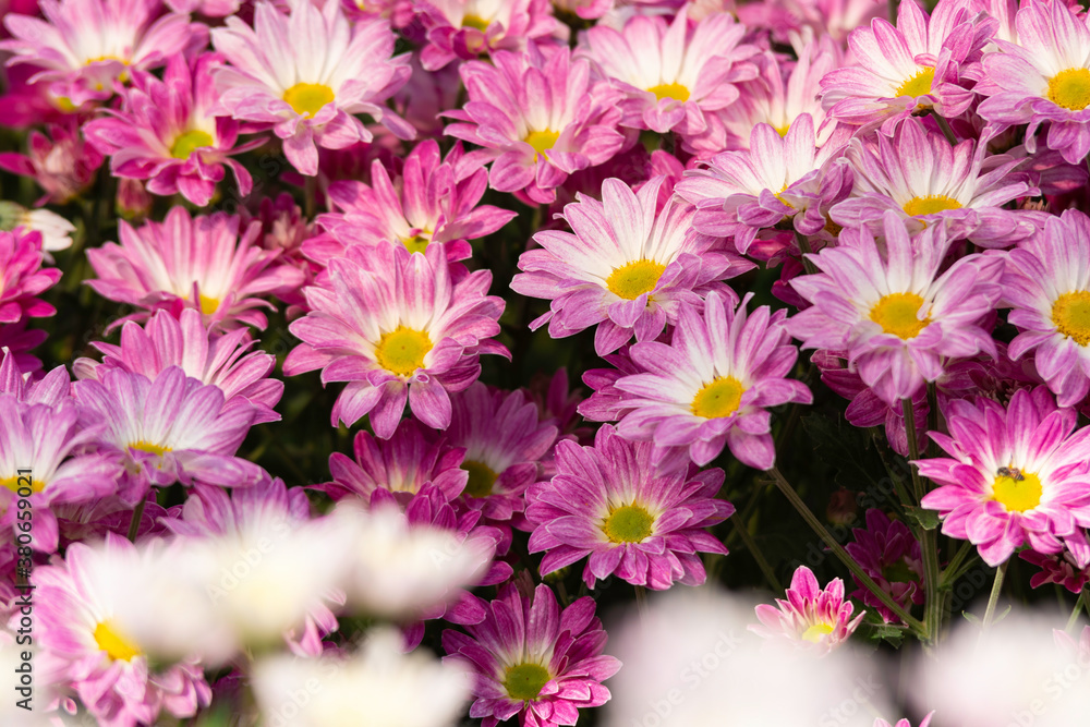 Beautiful chrysanthemums blooming in the garden