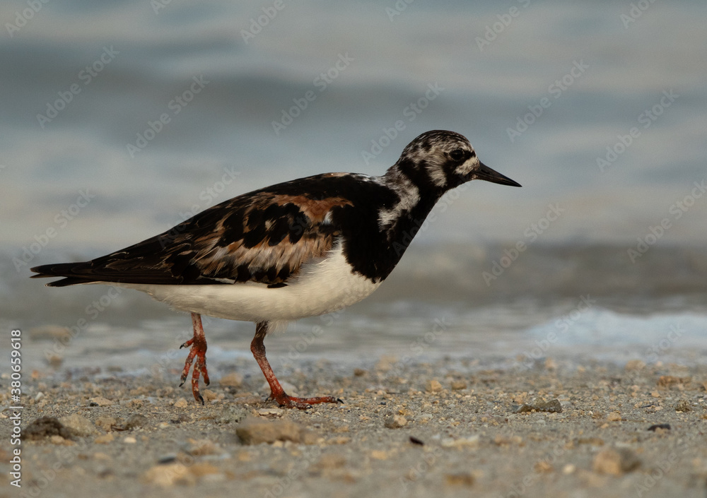 Ruddy Turnstone at Busaiteen coast, Bahrain Ruddy Turnstone at Busaiteen coast, Bahrain