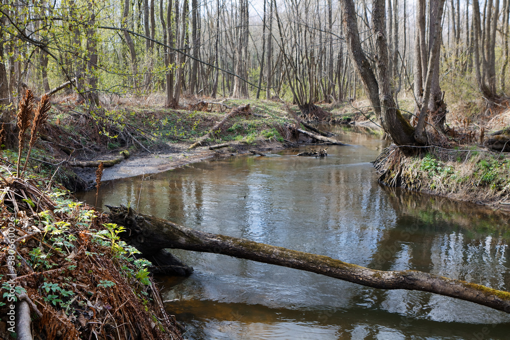 landscape with a small wild river, river banks covered with dry, old grass and fallen trees, early spring landscape with a small wild river, river banks covered with dry, old grass and fallen trees, early spring
