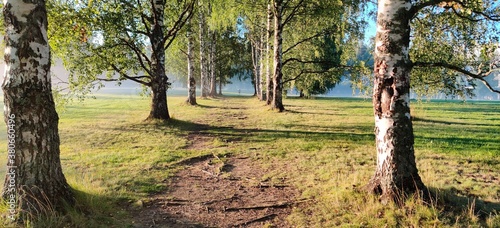 swing in the forest