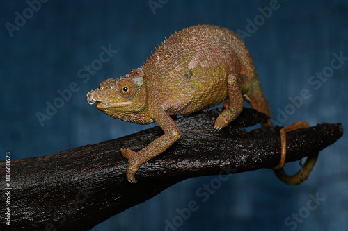 A young Fischer's chameleon (Kinyongia fischeri) is sunbathing on dry wood.