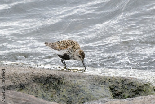 duck on the beach