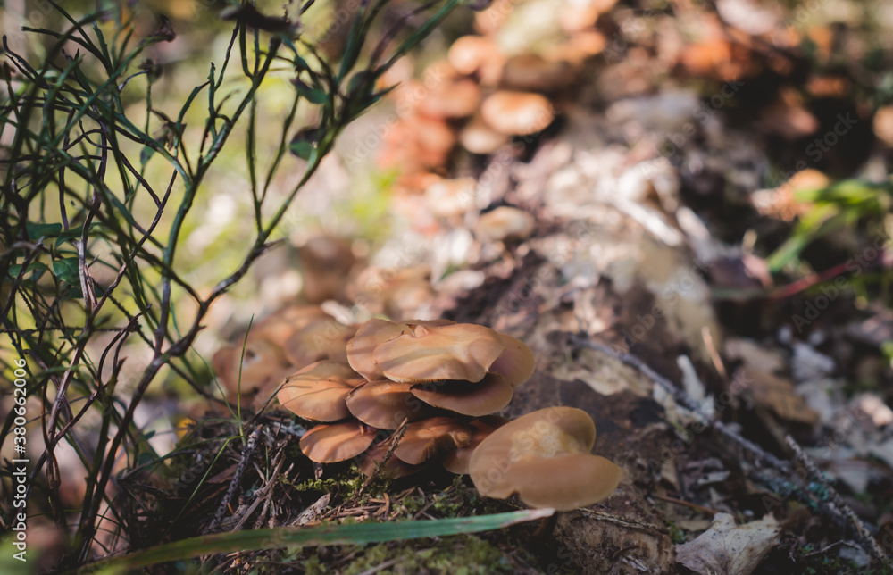 mushrooms in the autumn forest. The background of nature. mushrooms in the autumn forest. The background of nature.