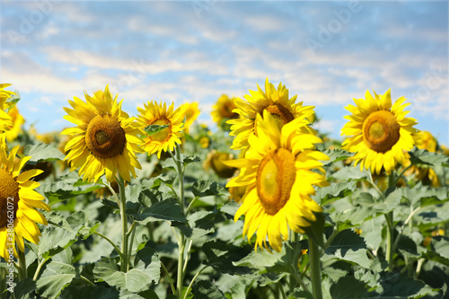 Beautiful view of sunflowers growing in field