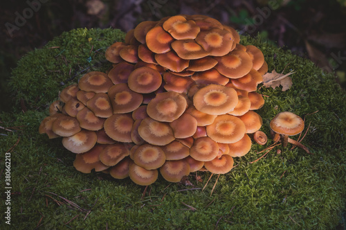 mushrooms in the autumn forest. The background of nature.