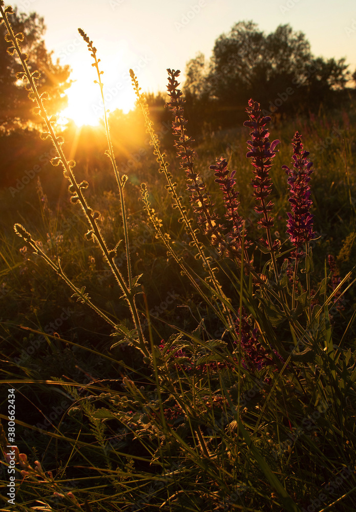 Red and yellow flowers sparkling in the rays of the setting sun on a meadow on a summer evening Red and yellow flowers sparkling in the rays of the setting sun on a meadow on a summer evening