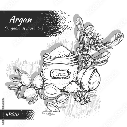 Composition with branch argan tree with fruits, nuts argans, leaves, flower argans and and accessories Detailed hand-drawn sketches, vector botanical illustration.