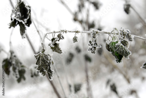 bush with green leaves cowered by hoarfrost