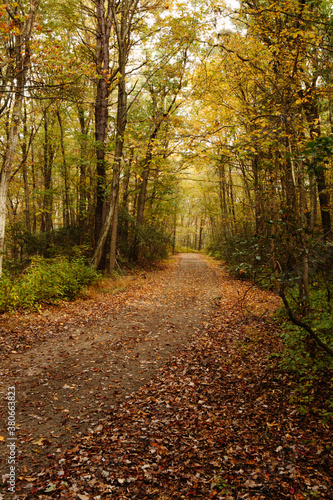 path in autumn forest © Kate
