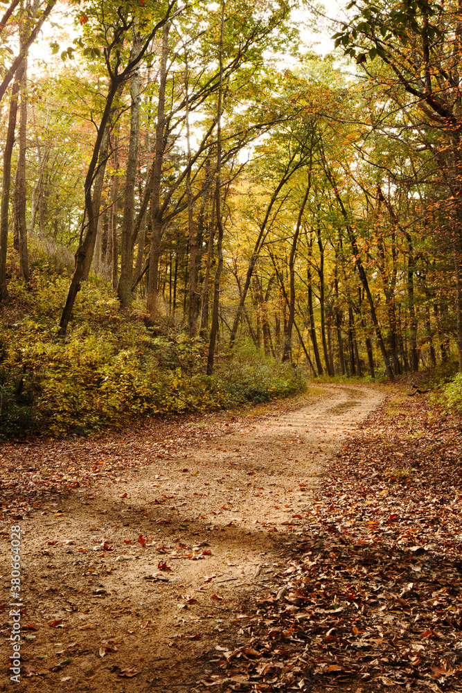 Obraz premium Forest Road Fall