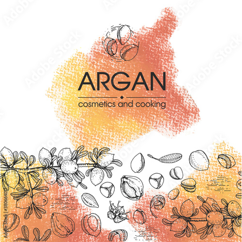 Composition with branch argan tree with fruits, nuts argans, leaves and accessories Detailed hand-drawn sketches, vector botanical illustration.