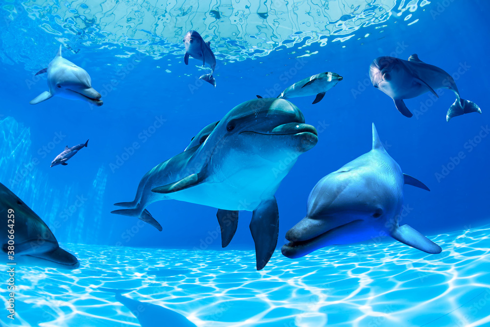 Fototapeta premium sea ​​and dolphins