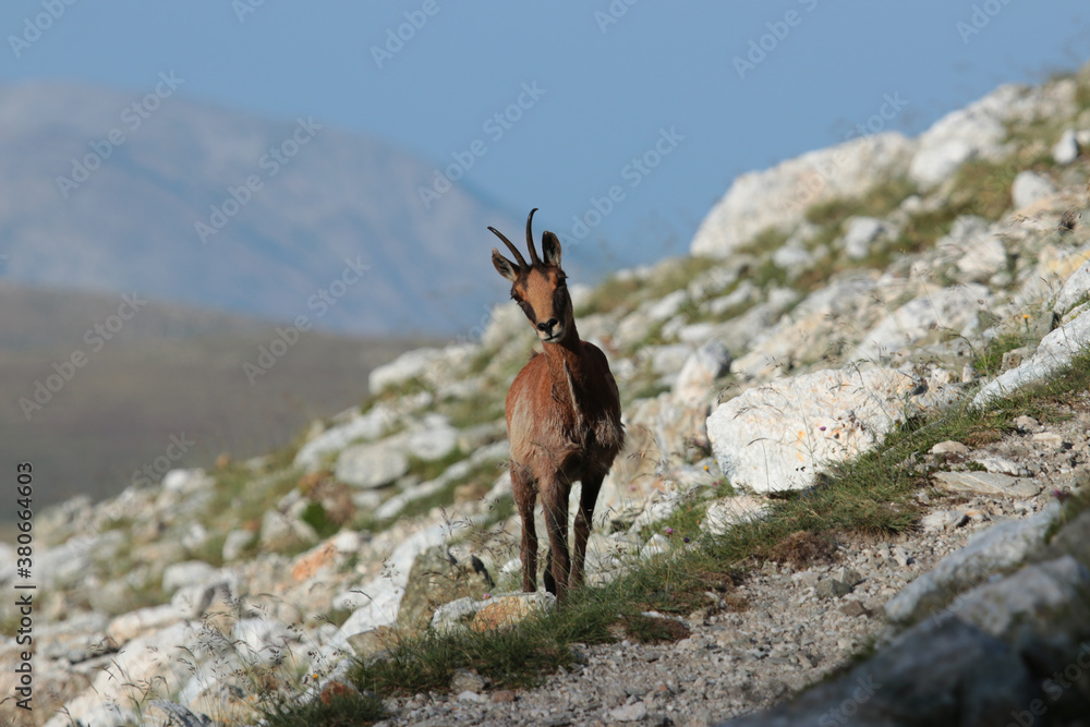 Izard Izard