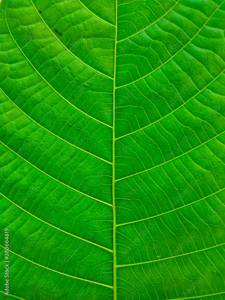 Beautiful green leaf closeup view. Beautiful green leaf closeup view.