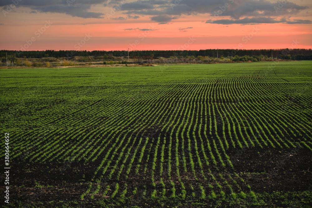 Evenly planted field with a growing crop on the background of the sunset.