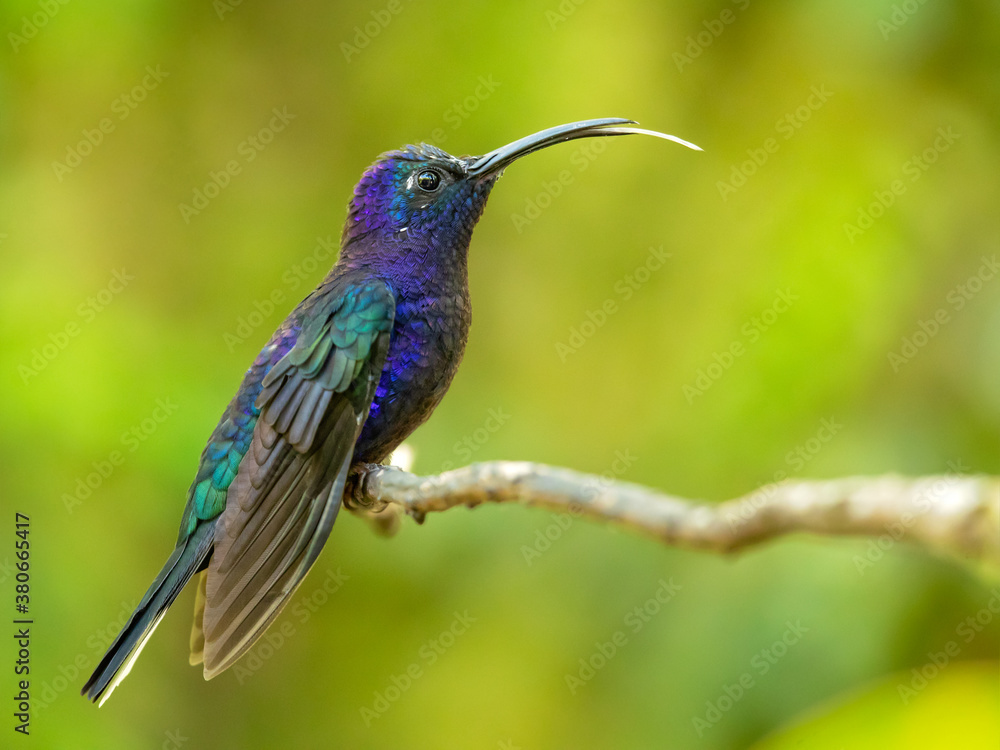 Fototapeta premium The violet sabrewing (Campylopterus hemileucurus) is a very large hummingbird native to southern Mexico and Central America as far south as Costa Rica and western Panama. 