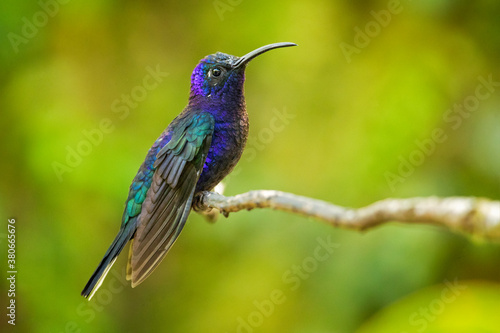 The violet sabrewing  Campylopterus hemileucurus  is a very large hummingbird native to southern Mexico and Central America as far south as Costa Rica and western Panama. 
