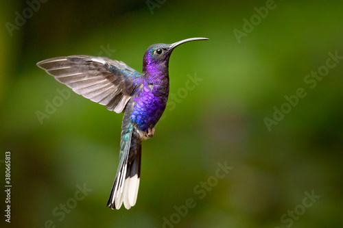 The violet sabrewing (Campylopterus hemileucurus) is a very large hummingbird native to southern Mexico and Central America as far south as Costa Rica and western Panama. 