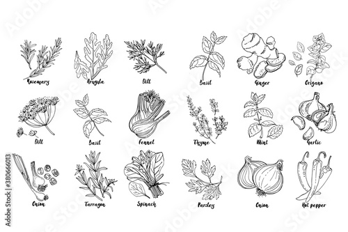 Herbs. Spices. Italian herb drawn black lines on a white background. Vector illustration. Basil, ginger, origano, Thame, mint, garlic, parsley, onion, hot pepper, rosemary, arugula, dill, basil
