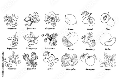 Set of fruits, berries and leavesdrawn a line on a white background. Vector sketch. Sketch line. Lemon, apricot, plum, orange, strawberry, melon, watermelon, persimmons, grapes, blackcurrants © vaneeva