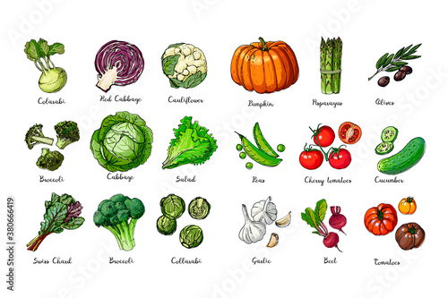 Set of colored vegetables. Fresh food. Pumpkin, tomato, cabbage, lettuce, asparagus sprouts line drawn on a white background. Vector illustration.