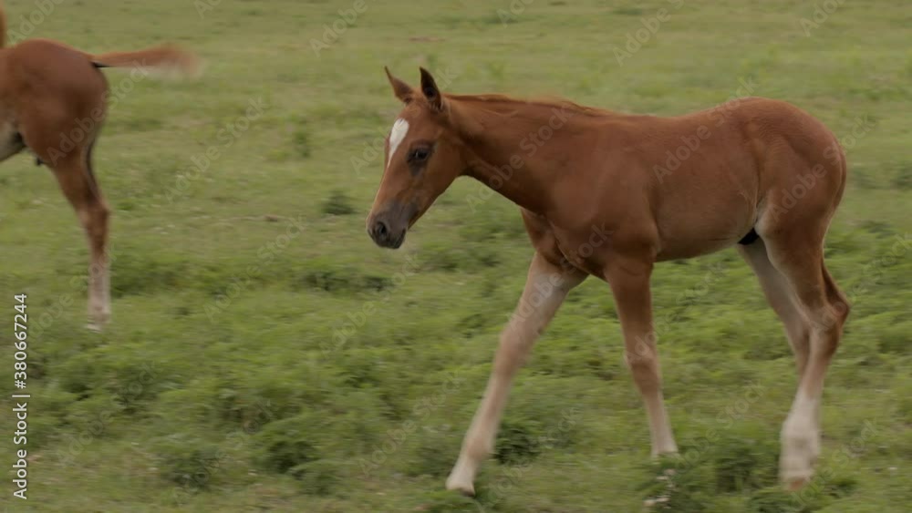 An adorable young colt grazes amongst other mares and colts in a field An adorable young colt grazes amongst other mares and colts in a field