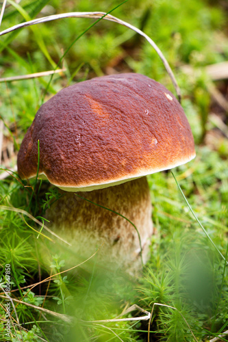 Beautiful still life hides an unexpected treasure. The boletus edulis found its way into the dark world, hidden under the lawn and among the needles. Czech environment