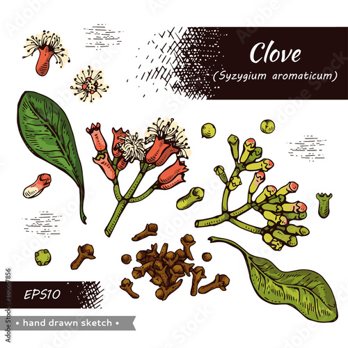 Collection of branches of a carnation tree with leaves, buds and flowers . Detailed hand-drawn sketches, vector botanical illustration