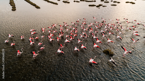 Fototapeta Naklejka Na Ścianę i Meble -  Pink flamingos in their natural environment with drone shooting
