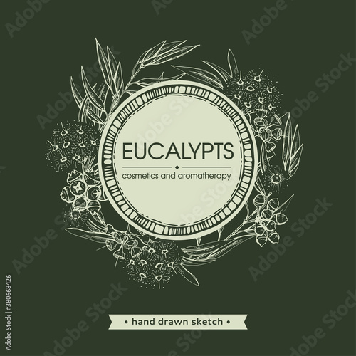 Frame with Eucalyptus leaves, young shoots and branches of eucalyptus with flowers, buds and seeds . Detailed hand-drawn sketches, vector botanical illustration.