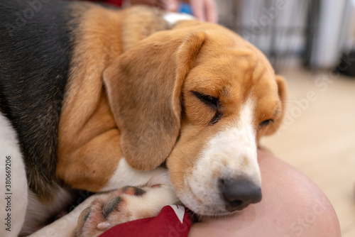 A young beagle dog is sleeping on human knee, very cute moment and lazy action. Animal portrait photo, selected focus at the dog's eye. 