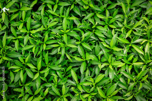 green leaves texture background.