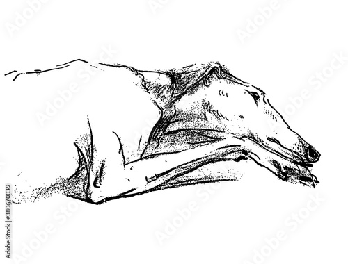 Freehand  drawing of lying tired greyhound