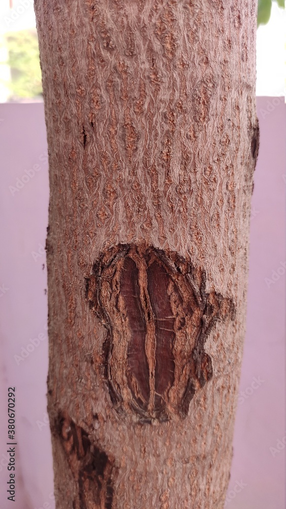 Stem of a mango tree horizontally Stock Photo Adobe Stock