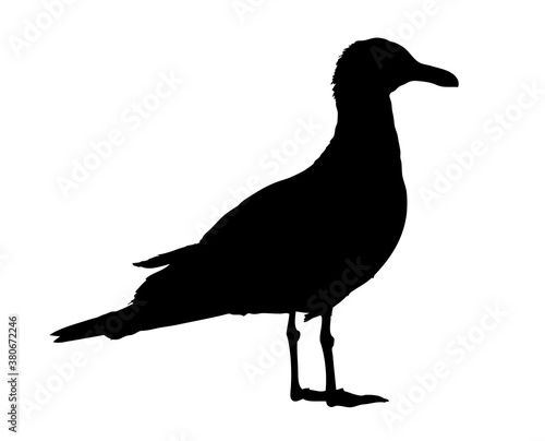 Silhouette einer Möwe, freigestellt