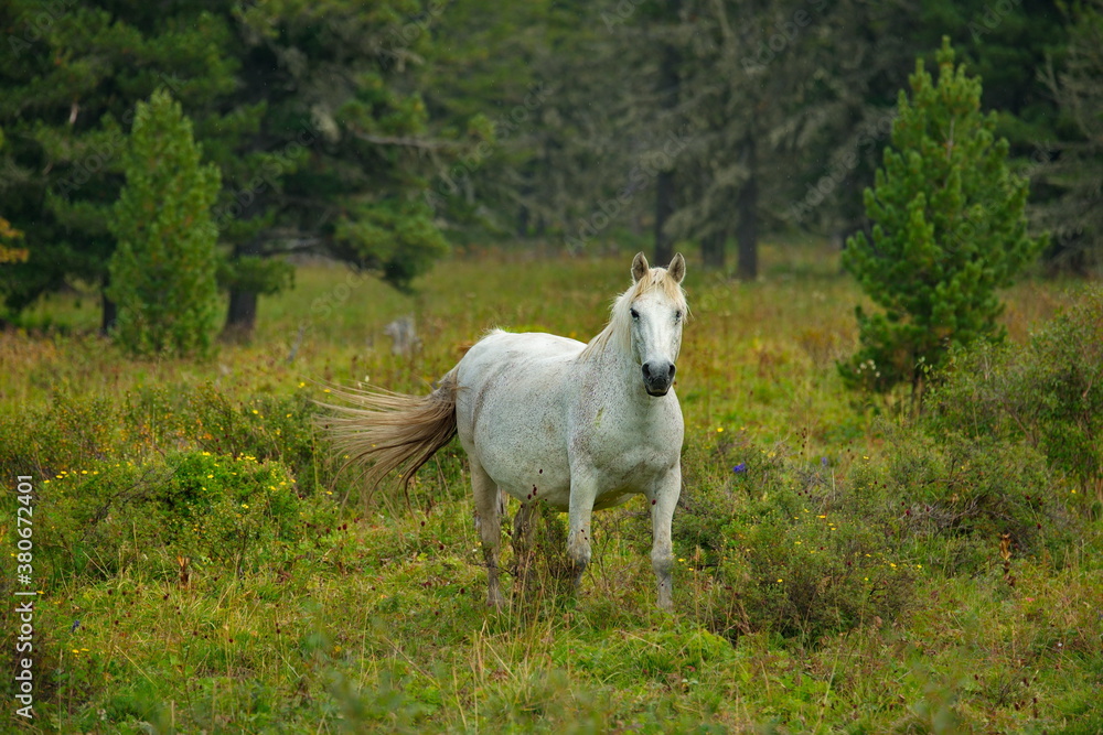 Russia. mountain Altai. Peacefully grazing horses in the cedar forest on the Seminsky pass of the Chui tract.