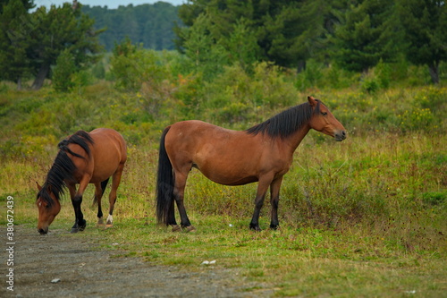 Russia. mountain Altai. Peacefully grazing horses in the cedar forest on the Seminsky pass of the Chui tract. © Александр Катаржин