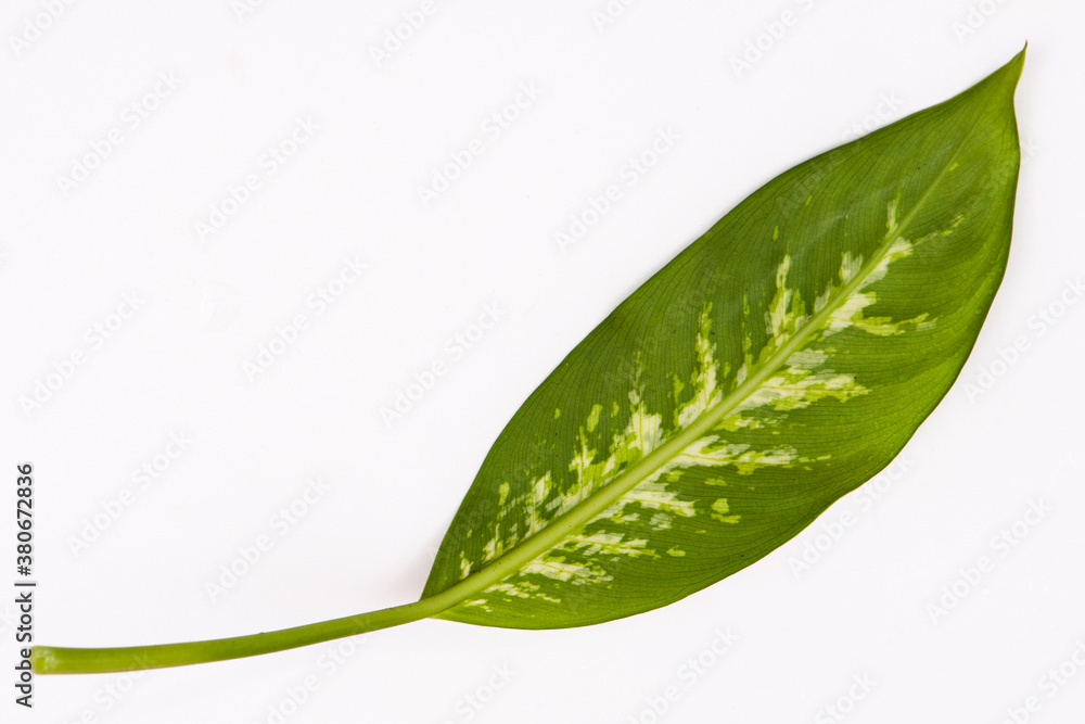 image to crop