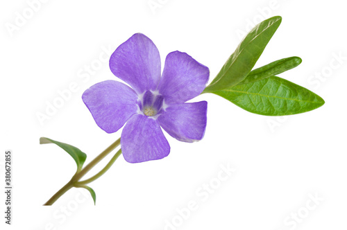 wildflower, purple tender plant isolated on white background